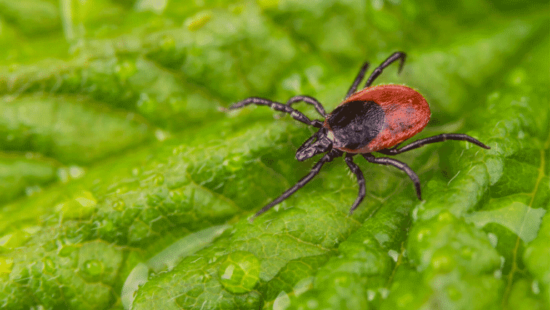 What Is Lyme Disease - The Front Lyme